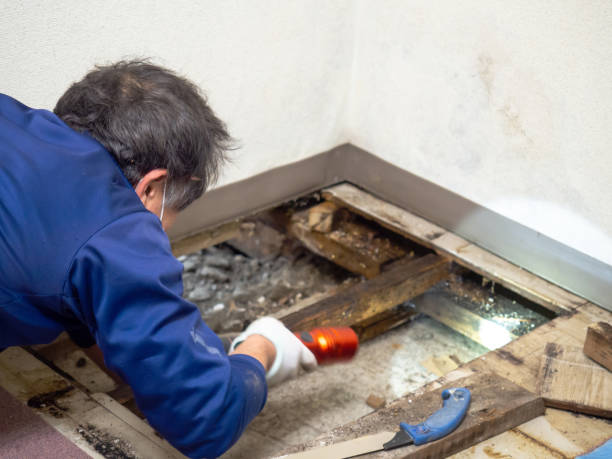 Best Mold Remediation for Schools in Pocatello, ID