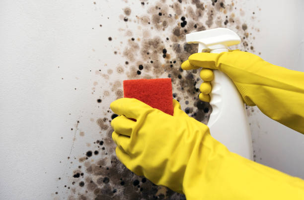 Best Black Mold Remediation in Pocatello, ID