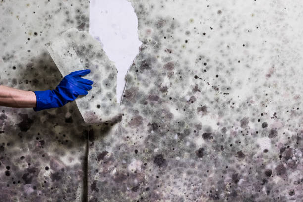Best Basement Mold Remediation in Pocatello, ID
